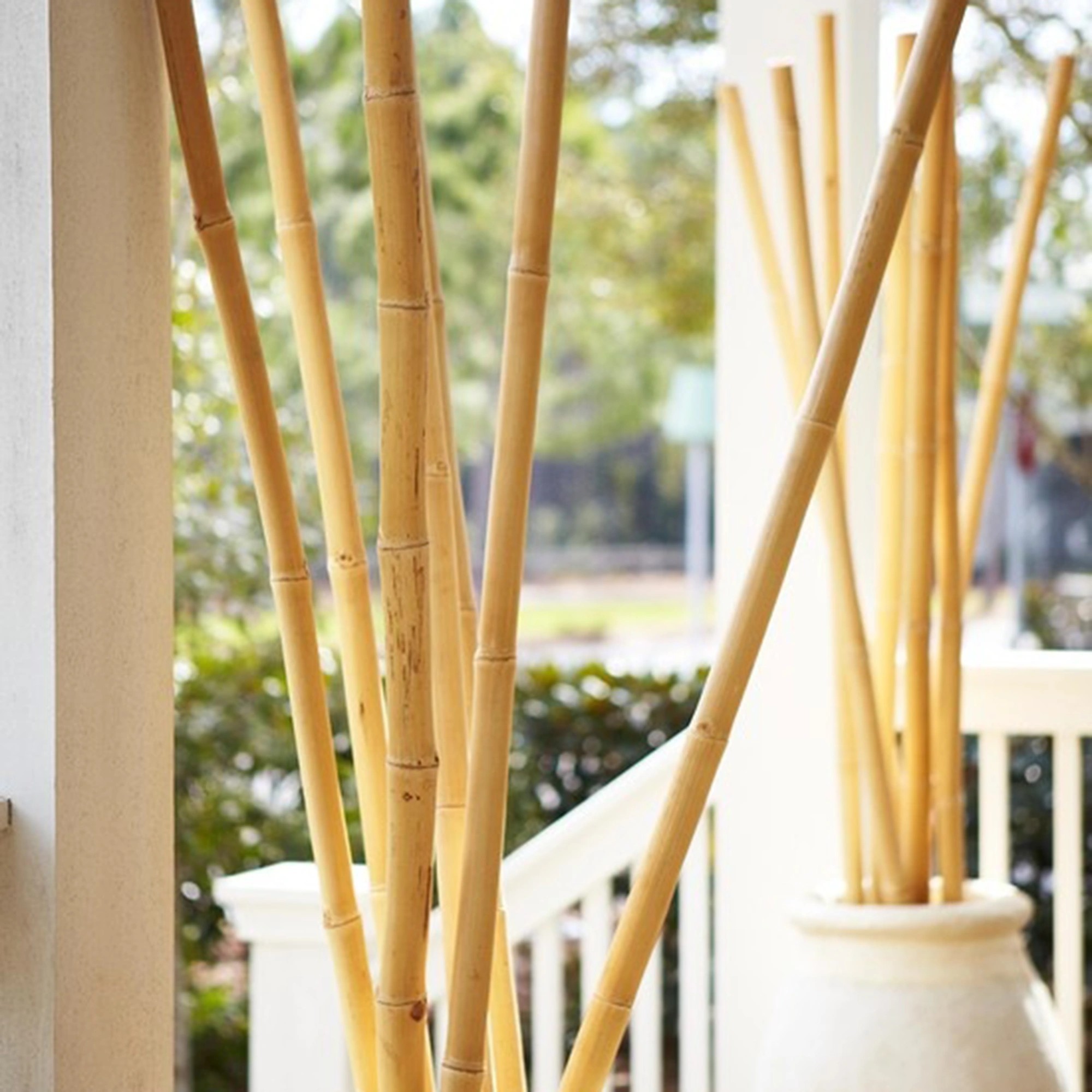 Καλάμι Bamboo Ø3-3,5 x 300εκ. - Image 2